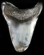 Partial, Megalodon Tooth #31154-1